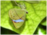 Olivewing, Obrinus Butterfly 