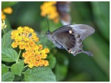 Emerald swallowtail