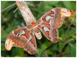 Attacus Atlas Moth 