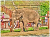 Mr. Asian Elephant