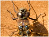 Dragonfly portrait