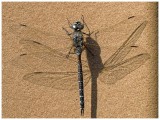 Dragonfly - me and my shadow