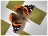 Red Admiral Butterfly