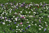 Windflowers field.JPG