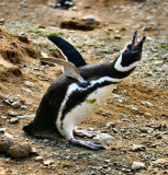a penguin call  for a relative.jpg