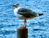 a friendly seagull.jpg