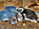 just born penguin babies & mother  .jpg