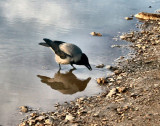 raven reflection on the water .JPG