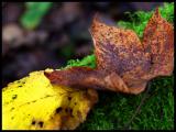 Wood Floor & Moss