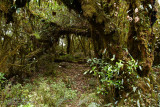 The Mossy Forest 3_MG_0303Argb-web.jpg