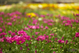 The Flower Farm L1014080-FulRes.jpg