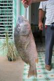Pargo pescado por Mario