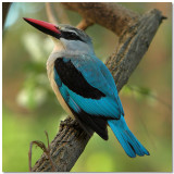 Woodland Kingfisher