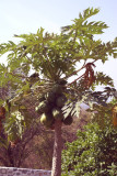 Fruit on the trees