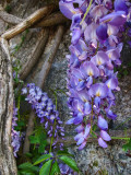 Wisteria 63