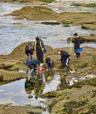 Taking advantage of low tide...