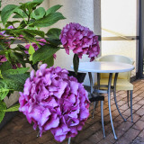 A terrace in the shade