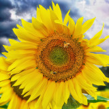 Sunflower 82