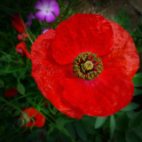 Poppies 36