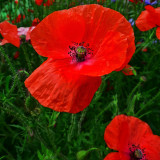 Poppies 38