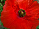 Poppies 40