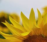 Sunflower 91