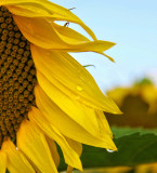 Sunflower 95
