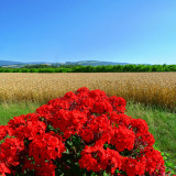 Festival of summer colours...