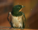 A Resting Swallow