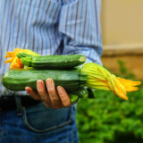 August struck us with a merciless overdose of courgettes....