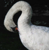Swans 23