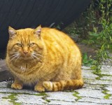 The ginger cat of Marchissy