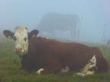 Philosophical meditation of cows in the fog
