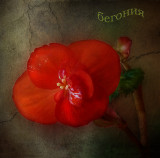 Begonia
