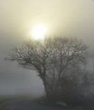 The mystic mystery of the sun in the fog