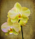 Memories of an orchid...