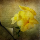 Ancient freesia...