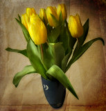 Tulips are sociable...