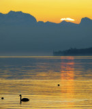 A morning swan,,,,