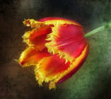 Whimsical tulip...