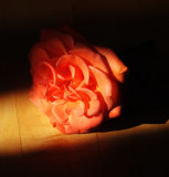 A fallen morning rose...
