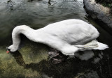 Swans 4