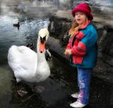 Swans 2