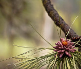 Spring Flower
