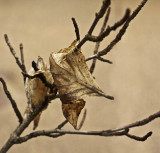 Last Vestige of Winter