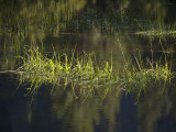 River Dance