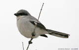 Loggerhead Shrike