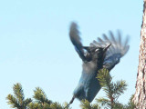 Steller's Jay taking flight
Sandia Peak
nr Albuquerque NM