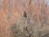 Harlan’s Red-tailed Hawk
Bosque del Apache NM