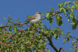 Chipping Sparrow
BBA Block 529